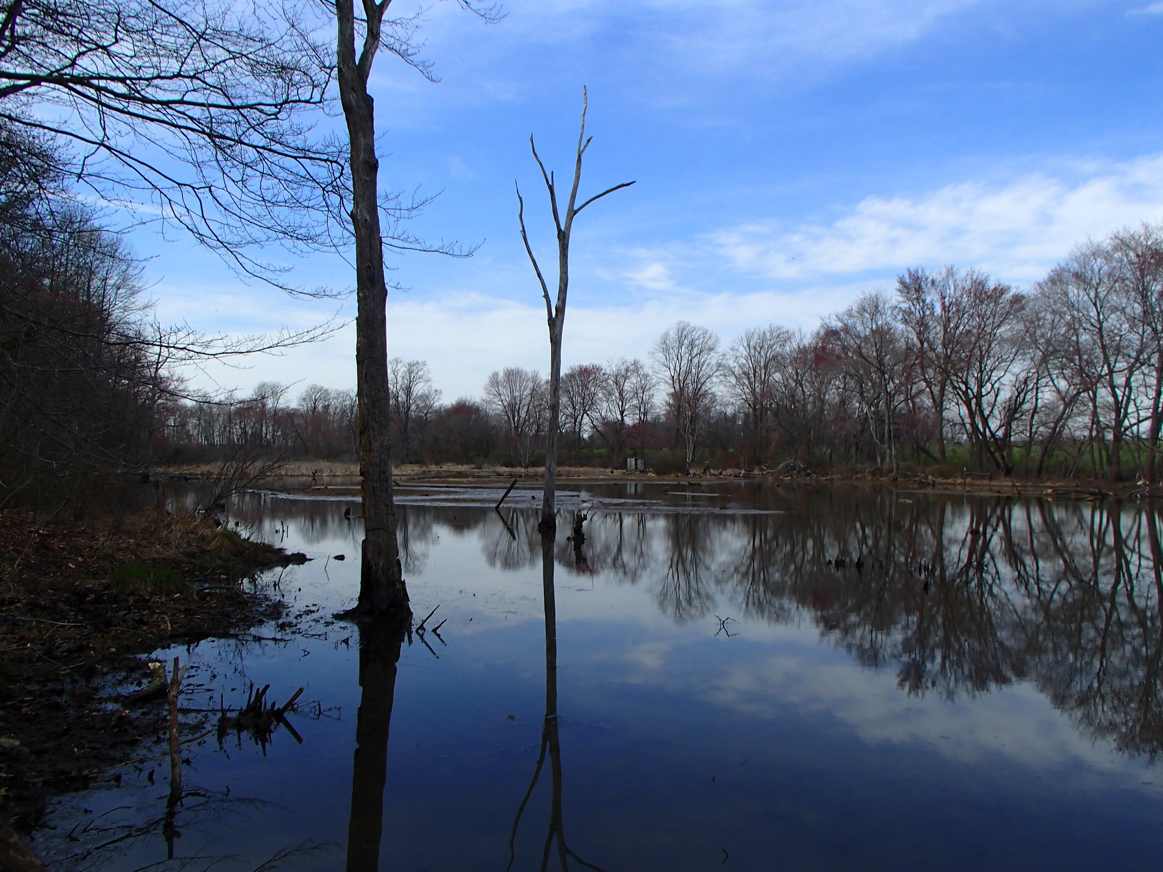Field photo showing stream conditions at site MICR-207-R-2016_Midpoint looking upstream